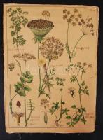cca 1880 Növények; 47 db, vászonra készült színezett fametszet feliratozva / 47 wood-engravings on c...