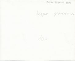 cca 1935 Kinszki Imre (1901-1945): Vespa germanica, vintage fotó, feliratozott, a szerző hagyatékábó...