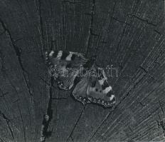 1943 Kinszki Imre (1901-1945): Kis csalánlepke, vintage fotó, feliratozott, a szerző hagyatékából, 13x15 cm