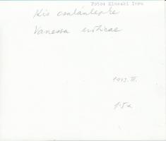 1943 Kinszki Imre (1901-1945): Kis csalánlepke, vintage fotó, feliratozott, a szerző hagyatékából, 1...