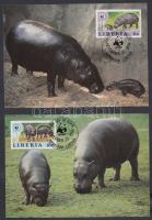 WWF: Hippos set on 4 CM WWF: Vízilovak sor 4 db CM-en