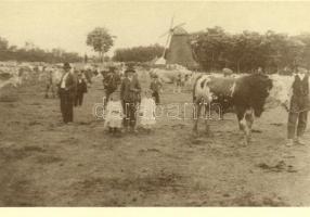 Temerin - 18 db MODERN használatlan, utánnyomott képeslap, saját tokjában / 18 modern unused reprint...