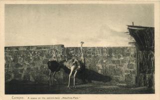 Curacao, Albertina park ostrich farm