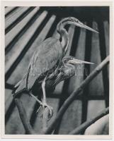 cca 1930-1940 Kinszki Imre (1901-1945): Red herons, pecséttel jelzett vintage fotó, 14x12 cm