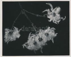 cca 1930-1940 Kinszki Imre (1901-1945): Clematis vitalba termése, pecséttel jelzett vintage fotó, 14x12 cm