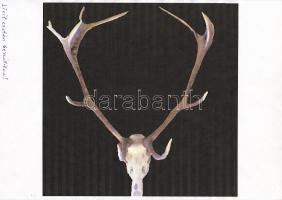 Hatalmas szarvasbika trófea oklevéllel, ezüstéremmel