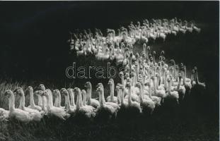 cca 1970-1980  Környei Gyula: „S” kanyar, vintage fotó, feliratozott, 15x24