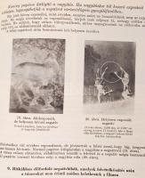 Dr. Csörgeő Tibor-Dr. Sevcsik Jenő: Fotóhibák. Bp., 1967, Műszaki Könyvkiadó. Fotókönyvtár 13. Kiadó...