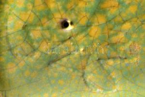 Gorka Géza (1895-1971): Figurális art deco dísztál. Repesztett mázas kerámia, formába öntött, apró m...