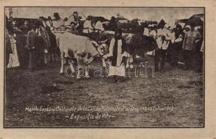 1919 Pascani, Great National Cultural Celebration, Cattle exhibition, probably cut out from booklet (non PC)