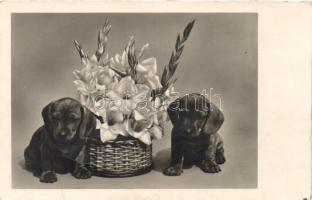 Puppies with flower