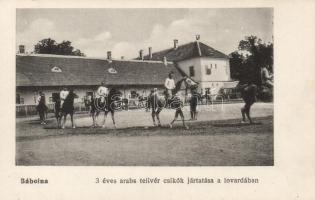 Bábolna, 3 éves arabs telivér csikók jártatása a lovardában; Fischer Gyula kiadása
