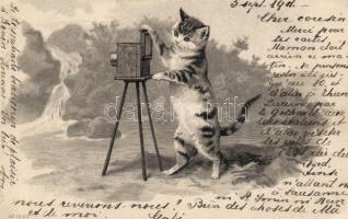Cat photographer Emb. litho (Rb)