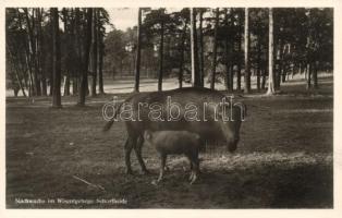 Schorfheide, bison, calf