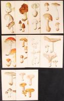 cca 1940 Gombák és a belőlük készíthető gyógyszerek. A Roche gyógyszergyár 10 db, számozott nyomtatványa (1-10.) a gombák képével és tulajdonságaik és a gyógyszerek ismertetésével / Mushrooms and pharmaceuticals made from them