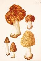 cca 1940 Gombák és a belőlük készíthető gyógyszerek. A Roche gyógyszergyár 10 db, számozott nyomtatv...