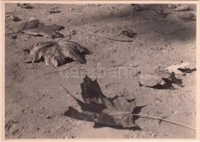 cca 1930-1940 Kinszki Imre (1901-1945): Ősz, pecséttel jelzett , aláírt vintage fotóművészeti alkotás, 13x18 cm/ 1930-1940 Kinszki Imre (1901-1945): Autumn, artist's stamp and description on the verso, 13x18 cm