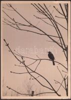 cca 1930-1940 Kinszki Imre (1901-1945): Feketerigó a Városligetben, pecséttel jelzett, feliratozott vintage fotóművészeti alkotás, 18x13 cm / cca 1930-1940 Kinszki Imre (1901-1945): Blackbird, artist's stamp and description on the verso, 18x13 cm