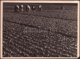 cca 1930-1940 Kinszki Imre (1901-1945): Bolgár kertészek Zuglóban, pecséttel jelzett vintage fotóművészeti alkotás, 13x18 cm / cca 1930-1940 Imre Kinszki (1901-1945): Bulgarian gardeners in Budapest, atist's stamp on the verso, 13x18 cm