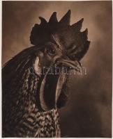 1950 Tiszavölgyi József: Kakasportré, pecséttel jelzett vintage fotóművészeti alkotás, 30x24 cm