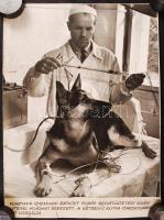 cca 1950-1960 Vlagyimir Gyemihov szovjet tudós szívátültetési kísérleteket végez kutyán, feliratozott, 38x30 cm