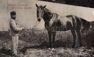 Kisbér, William Rufus törzsmén, ló, Haftl Kálmán kiadása (EK)