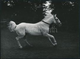 cca 1970-1975 Logodi Gáborné: Fehér paripa, feliratozott vintage fotóművészeti alkotás, 17x23 cm