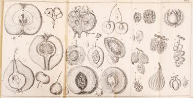 Eduard Lucas: Kurze Anleitung zur Obstkultur. Ein Leitfaden bei Vorträgen an Seminarien, Pomologisch...