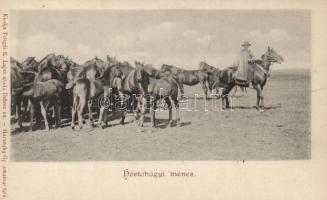 Hortobágy, ménes, Telegdi K. Lajos utóda kiadása (EK)