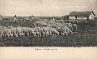 Hortobágy, juhok