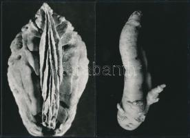 cca 1970 Botta Dénes (1921-2010): Pajzán természet című sorozatából 2 db jelzetlen vintage fotó, 15x10 cm