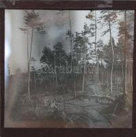 cca 1910 11 db vadász témájú és városképes üvegnegatív / 11 glass negatíves (hunter, town view)