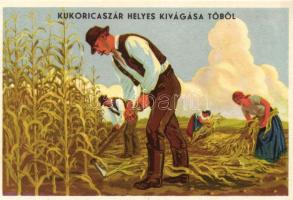 Magyar mezőgazdasági propaganda, kukoricaszár vágása, Klösz / Hungarian agricultural propaganda, cutting the corn stover, Klösz