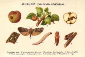 Magyar mezőgazdasági propaganda, almamoly, Klösz / Hungarian agricultural propaganda, apple moth, Klösz