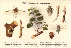 Magyar mezőgazdasági propaganda, vértetü, Klösz / Hungarian agricultural propaganda, aphid, Klösz