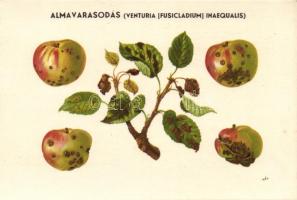 Magyar mezőgazdasági propaganda, alma varasodás, Klösz, szignózott / Hungarian agricultural propaganda, apple scab, Klösz, artist signed