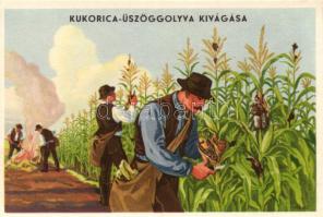 Magyar mezőgazdasági propaganda, kukorica üszöggolyva, Klösz / Hungarian agricultural propaganda, corn smut, Klösz (EK)