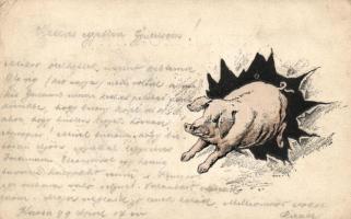1899 Pig, 1899 Malac