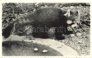 Antwerpen, Jardin Zoologique d'Anvers Dierentuin / zoo - 10 cards in their own case