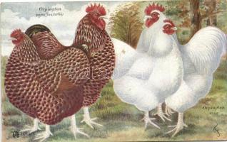 Orpington chickens, signed by F. (EK)