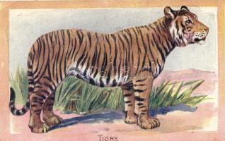 Tiger, Tigris