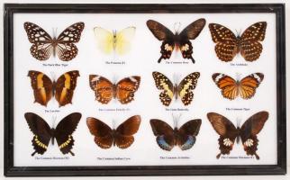 12b-os trópusi lepkegyűjtemény üvegezett fa tárolóban /  Tropical butterfly collection in little wooden cabinet, 42x26cm