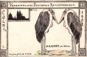 1908 Köln, Versammlung Deutscher Naturforscher / German naturalists meeting, Marabou Storks s: Brudy (b)