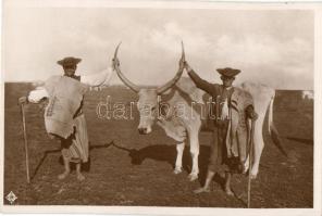 Hortobágy, a gulya dísze