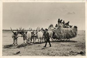 Hungarian folklore, after the harvest