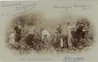 Chirpan, harvest, photo