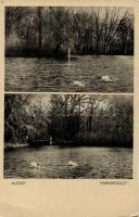 Alcsút, park, Hangya (EB)