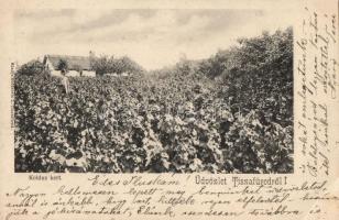 Tiszafüred, Koldus kert (fl)