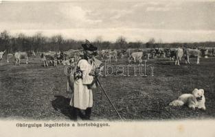 Hortobágy, Ökörgulya legeltetése, pásztor, kutya, kiadja Pongrácz Géza (EK)