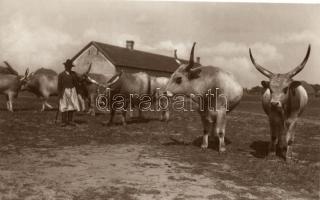 Hungarian Oxen